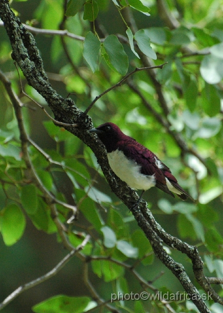 puku rsa 22566.jpg - Violet-backed Starling (Cinnyricinclus leucogaster)